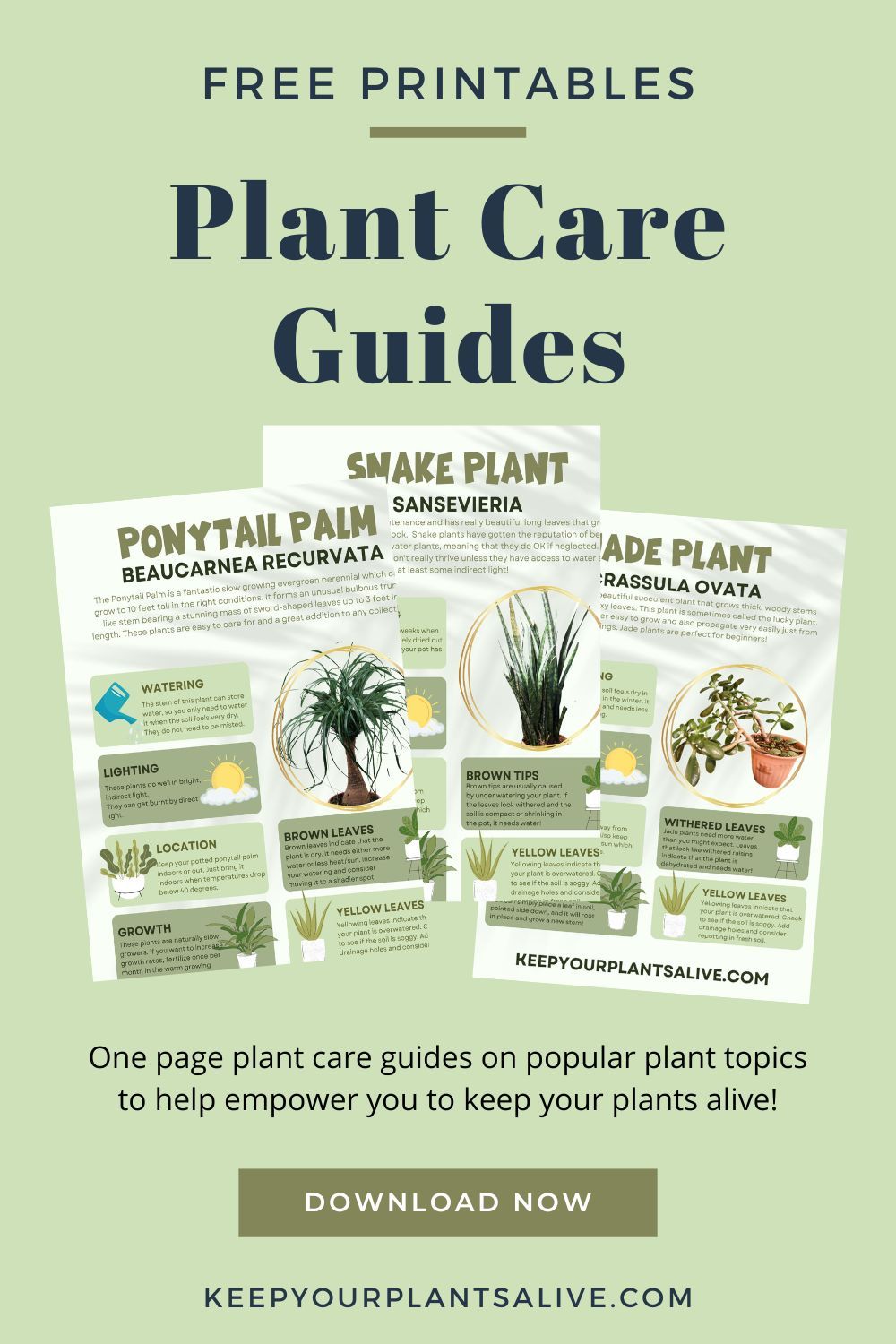 The Essential Guide to Successful Plant Care: Tips and Instructions for Thriving Indoor Plants