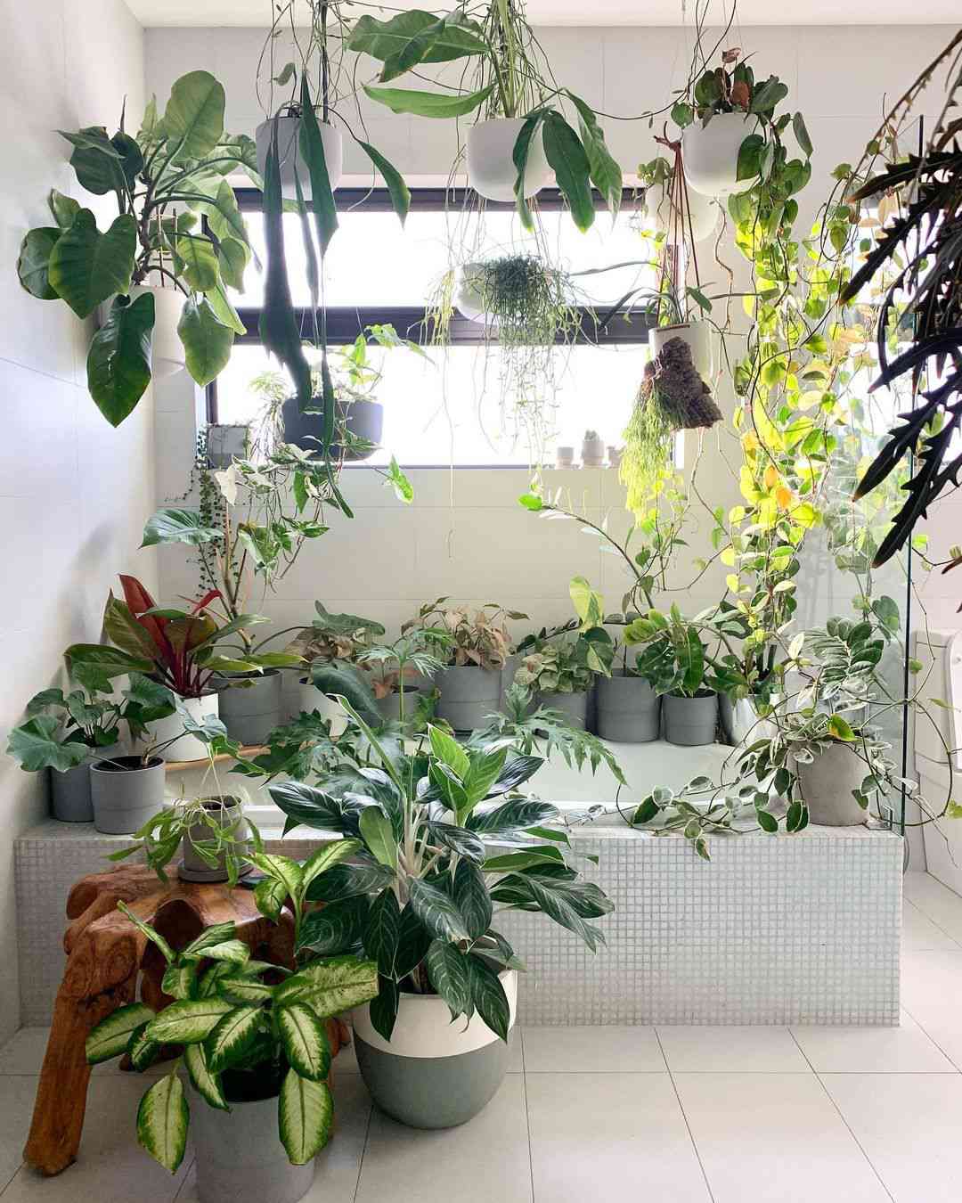 Exploring Creative Indoor Gardening Ideas: Captivating Images for Green Enthusiasts
