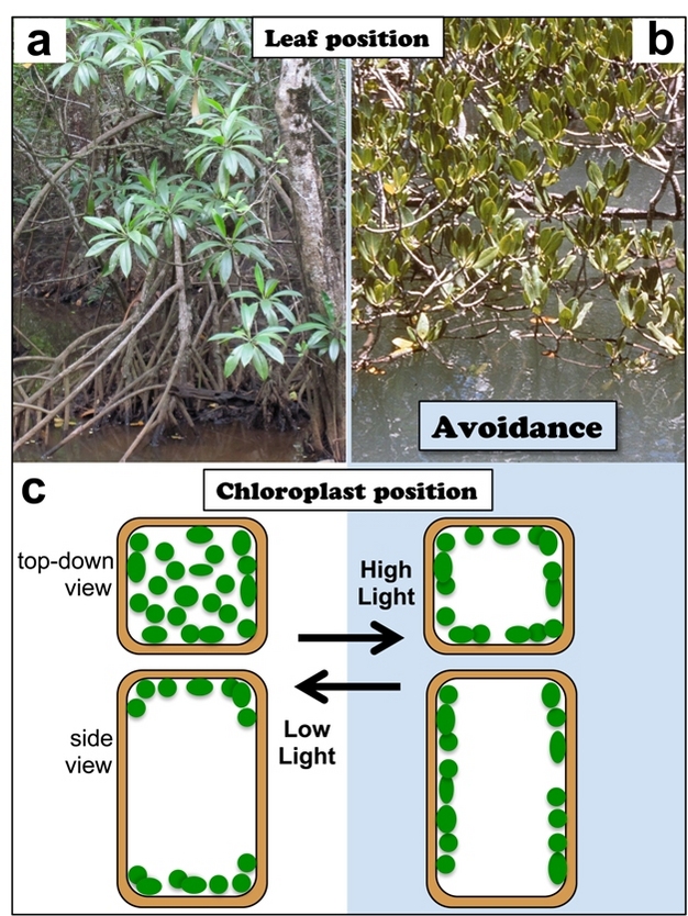 Effect of Sunlight on Plant Growth: A Comprehensive Look at the Importance of Light for Plant Health