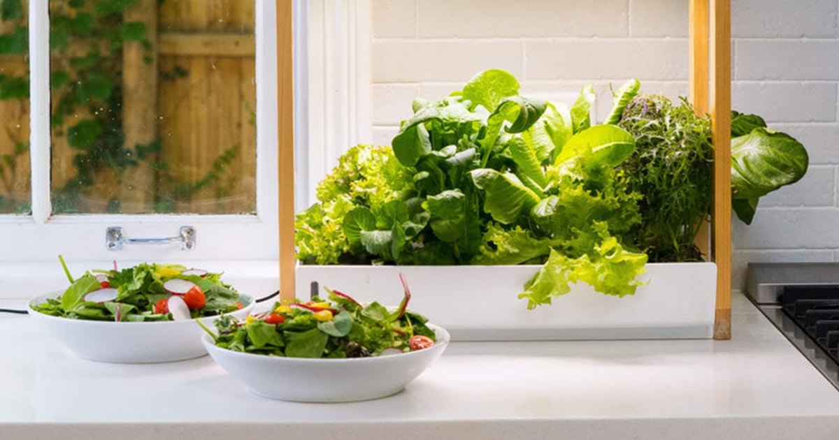 The Perfect Indoor Garden for Vibrant Lettuce: A Guide to Growing Fresh Greens at Home