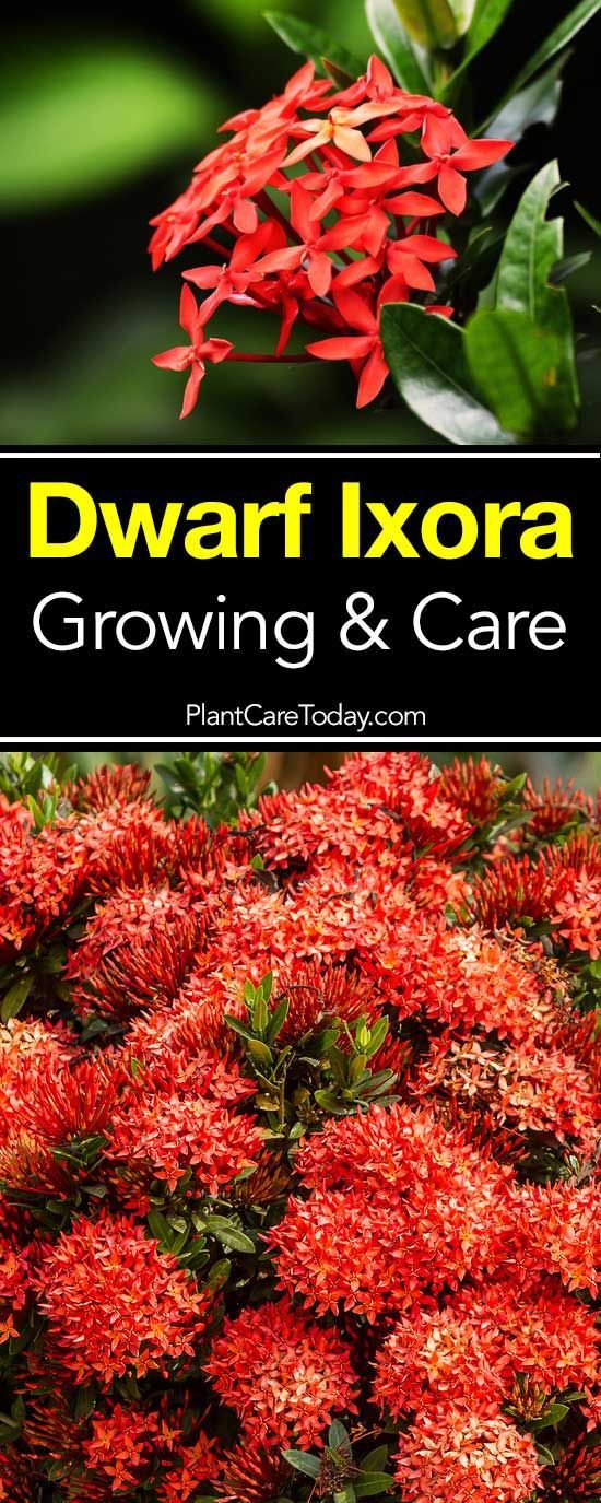 The Complete Guide to Caring for Ixora Plants: Tips, Tricks, and Expert Advice