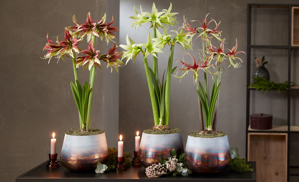 Amaryllis Plant Care: A Comprehensive Guide to Nurturing a Stunning Blooming Houseplant