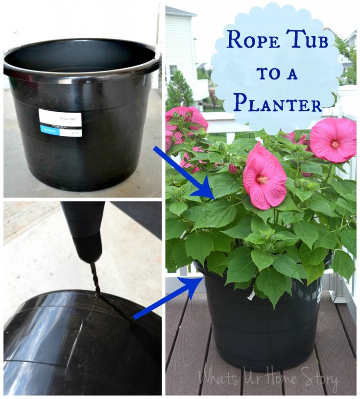 Finding Affordable and Beautiful Potted Plants