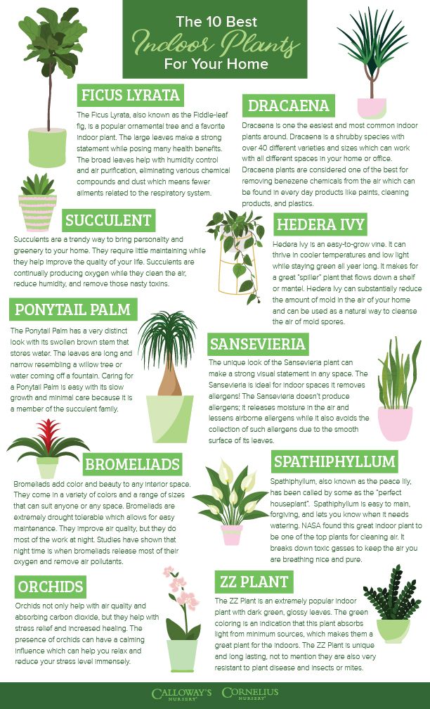 The Surprising Health Benefits of Indoor Gardening: Enhancing Your Well-being Naturally