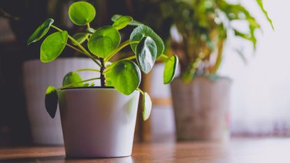 Effortless Tips for Caring for Money Plants: The Perfect Indoor Greenery Solution