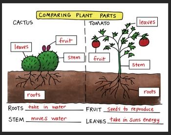 Understanding the Differences Between Plants
