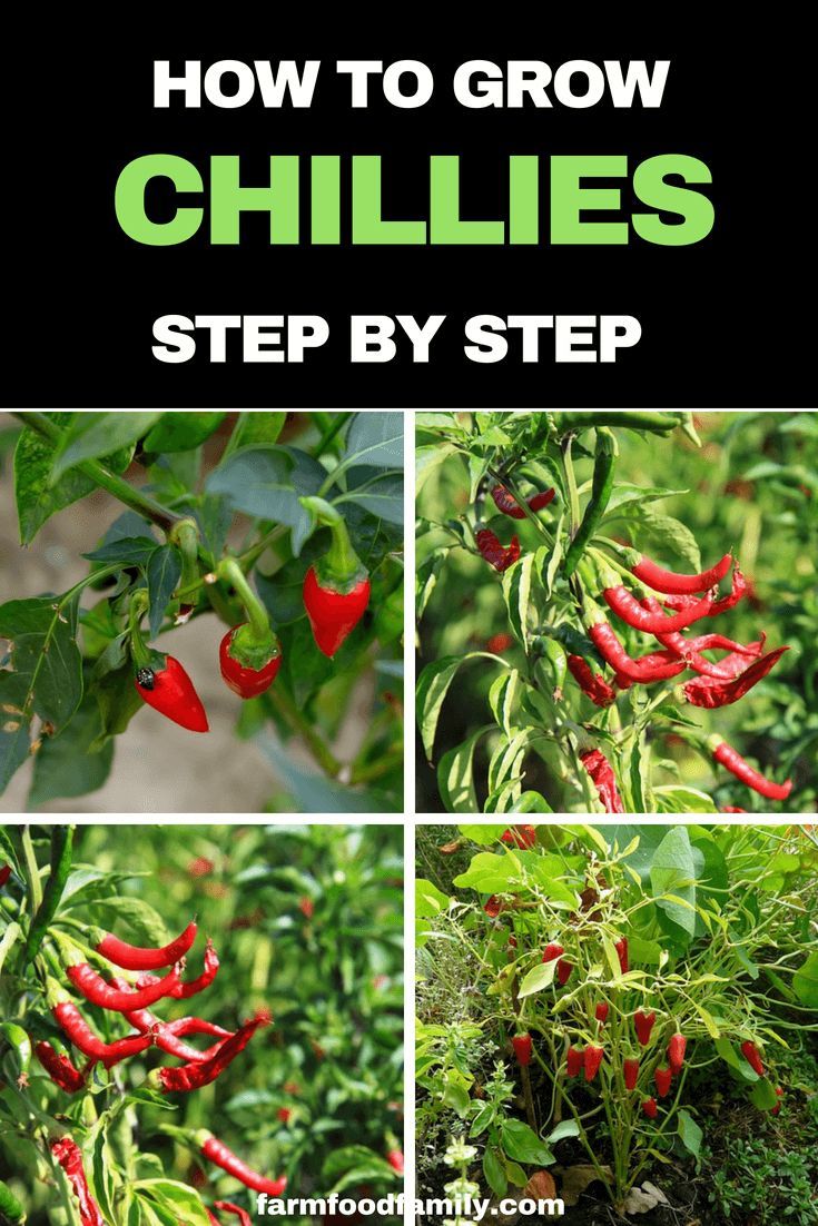 Step-by-Step Guide to Growing Chilli Plants Successfully at Home