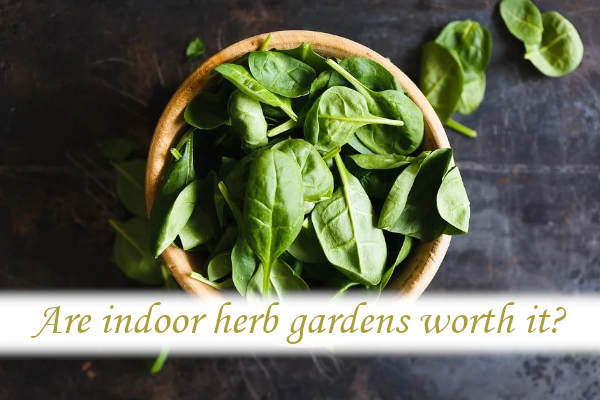 Exploring the Benefits and Enjoyment of Indoor Gardens: Are They Worth It?