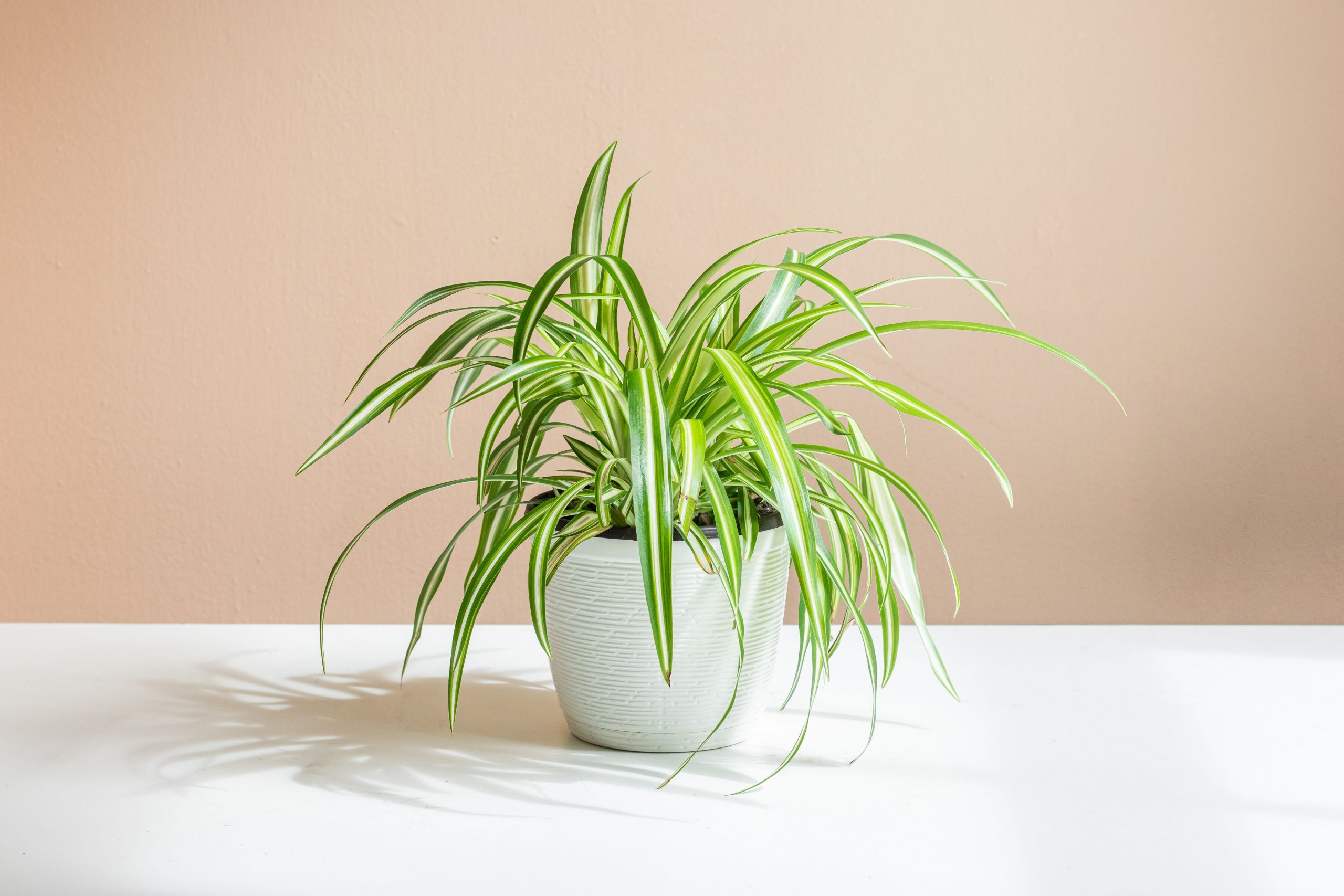 The Essential Guide to Caring for Spider Plants: Expert Tips for Success