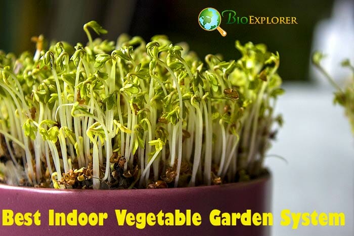 The Green Thumb's Guide to the Perfect Indoor Vegetable Garden System