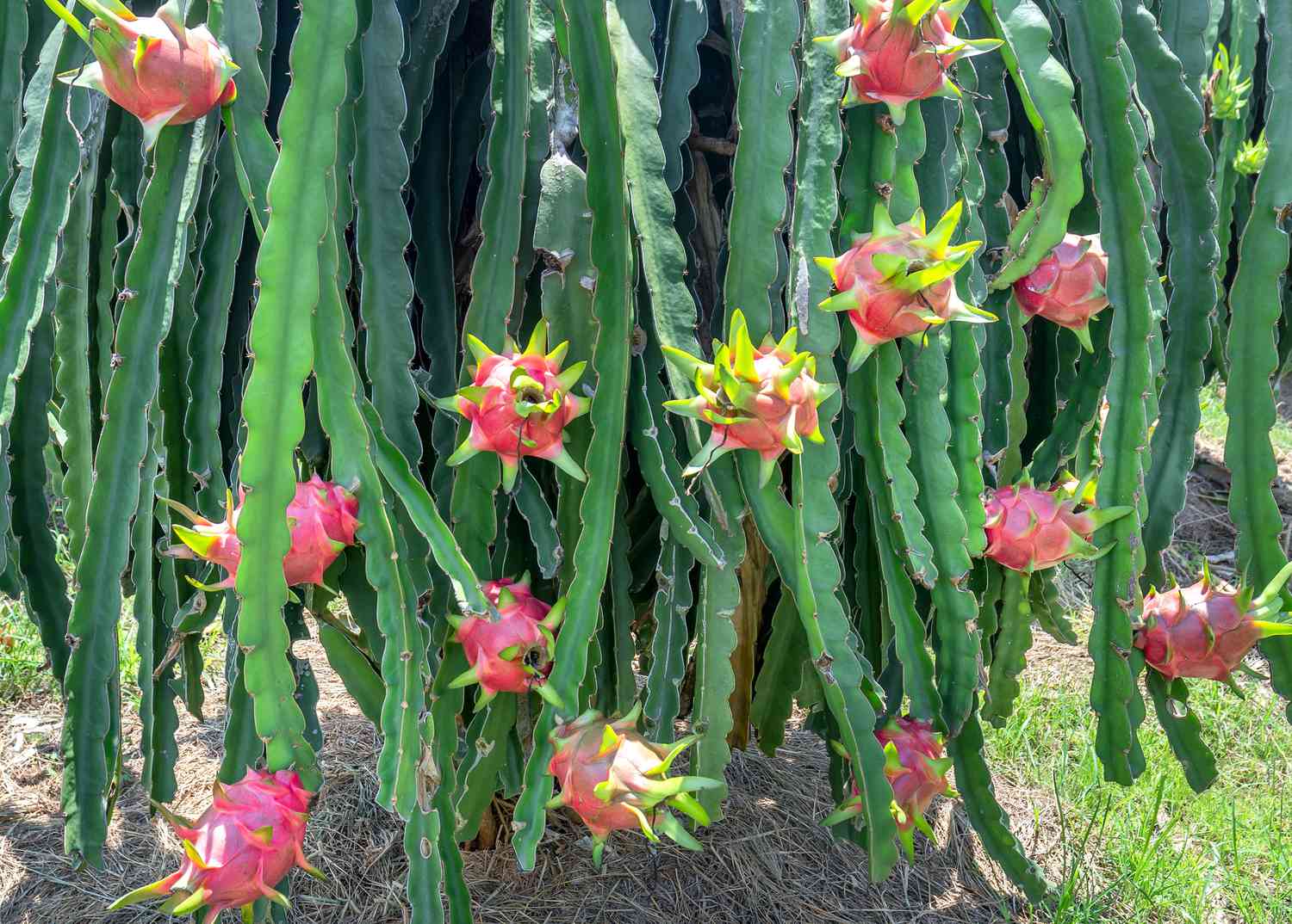 Growing and Nurturing Dragon Fruit: A Complete Guide to Planting and Caring for this Exotic Delight
