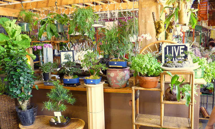 Create a Vibrant Indoor Garden with Simple Steps for Natural Growth