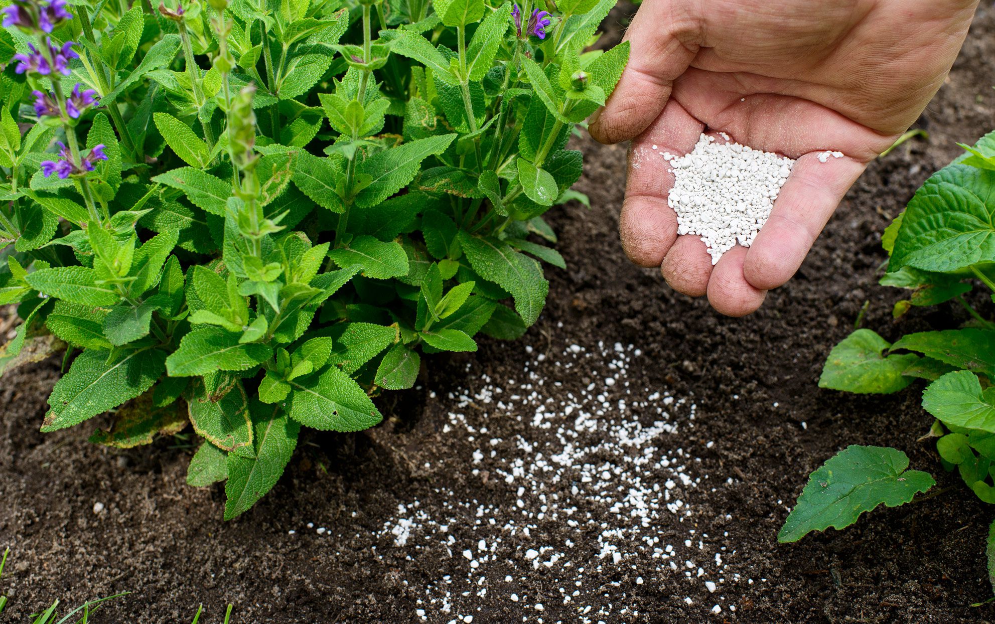What Is the Ideal Frequency for Fertilizing Your Vegetable Garden?