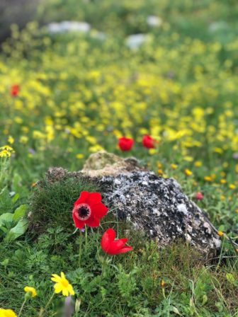 The Abundance of Gardens in the Bible: A Journey Through the Lush Gardens Mentioned in Scripture