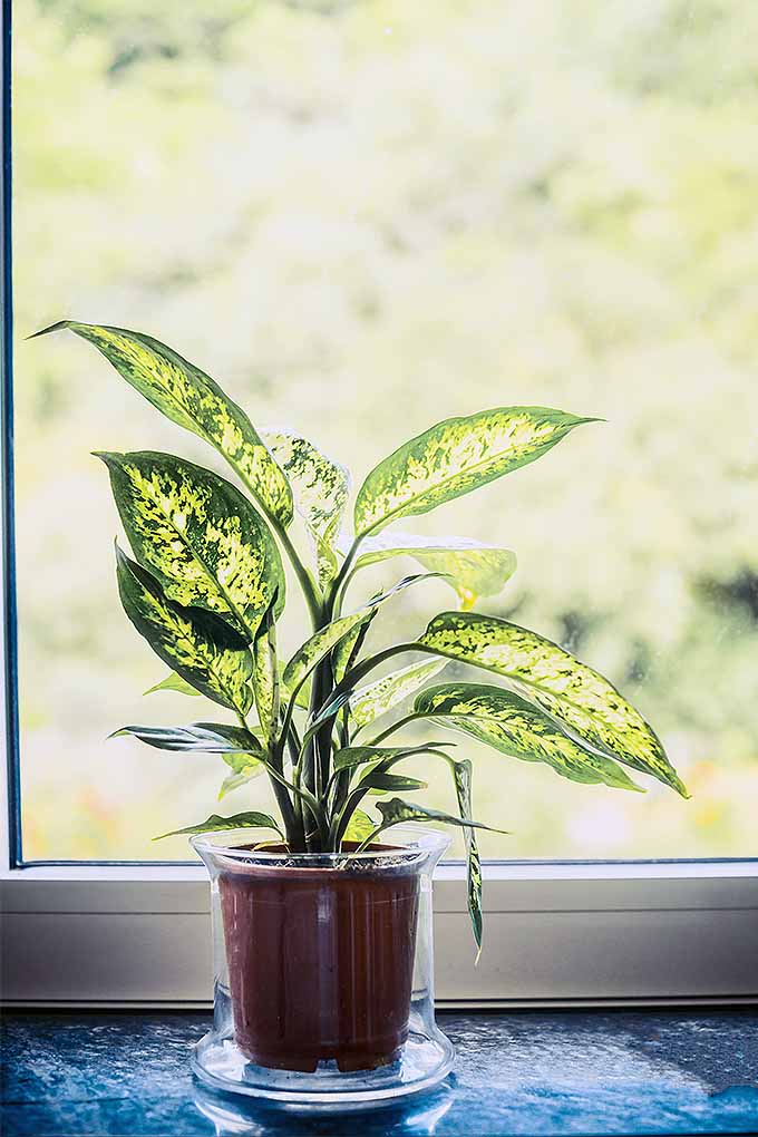 The Essential Guide to Caring for House Plants: Everything You Need to Know