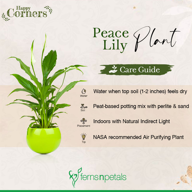 Expert Tips for Keeping Your Plants Healthy