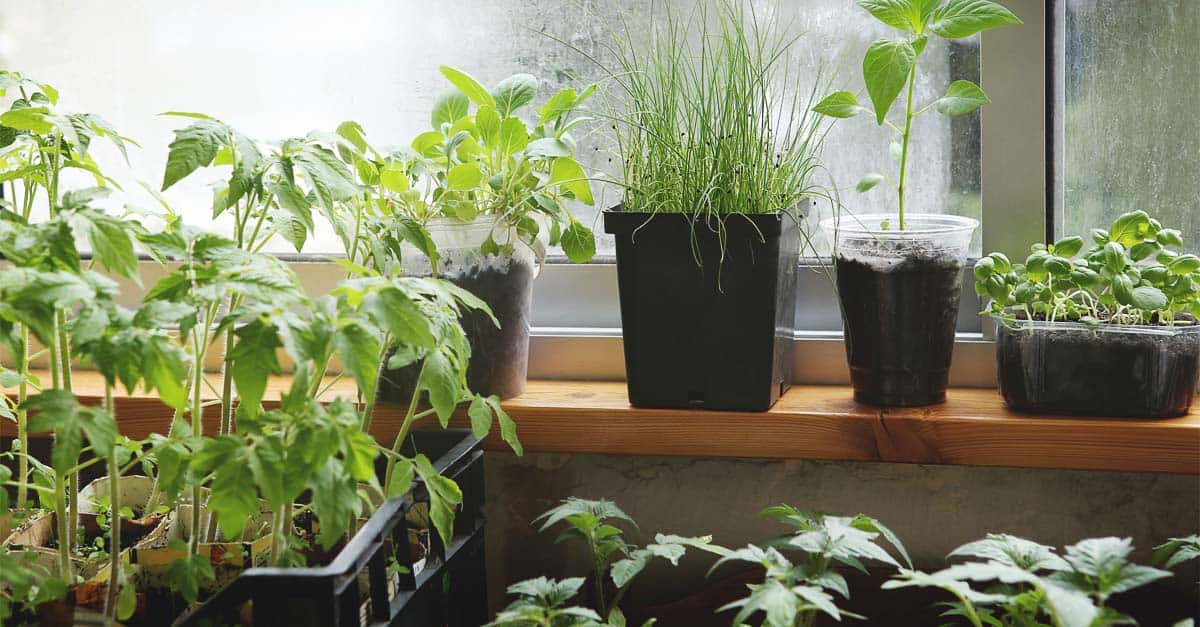 Beginner's Guide to Setting up an Indoor Garden: A Step-by-Step Approach to Growing Your Own Plants at Home