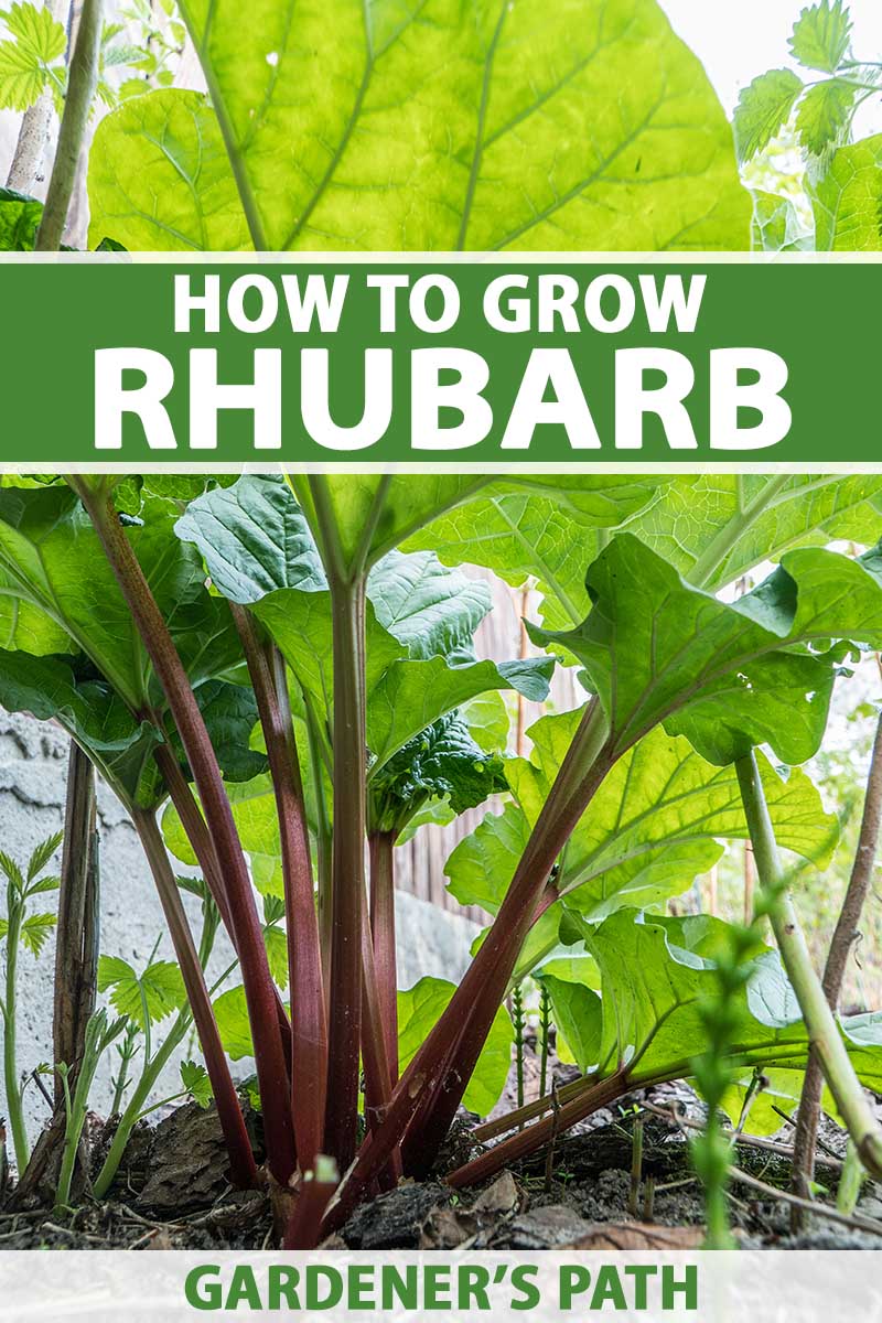 Growing and Maintaining Healthy Rhubarb Plants: A Complete Guide