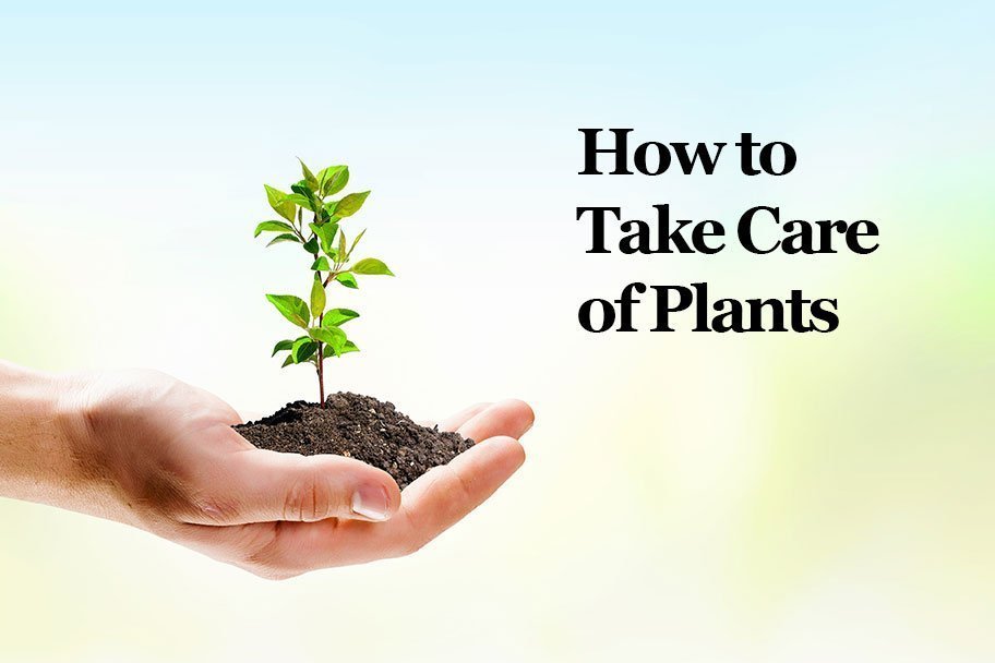 The Essential Guide to Successful Plant Care: Expert Tips for Healthy and Thriving Plants