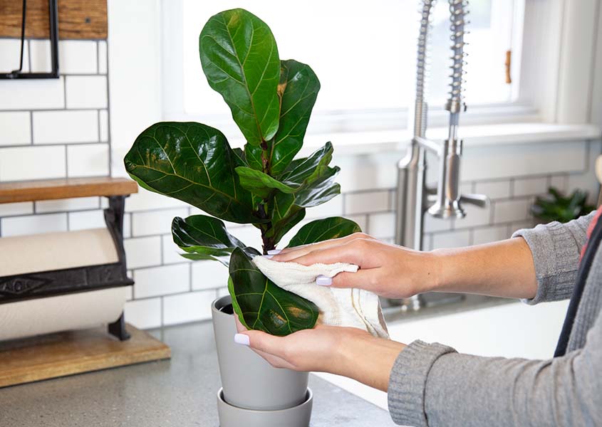 The Guide to Caring for a Fiddle Leaf Fig Tree: Expert Tips and Advice