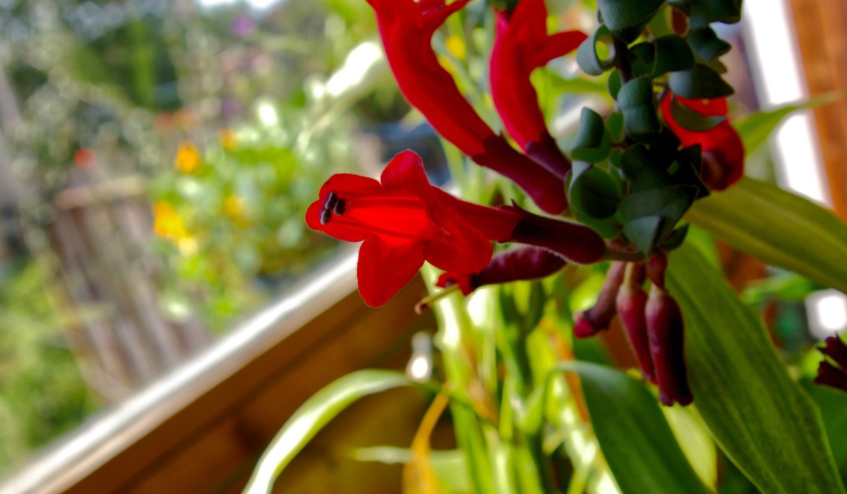 The Beauty of Caring for Lipstick Plants: Enhancing Your Green Oasis