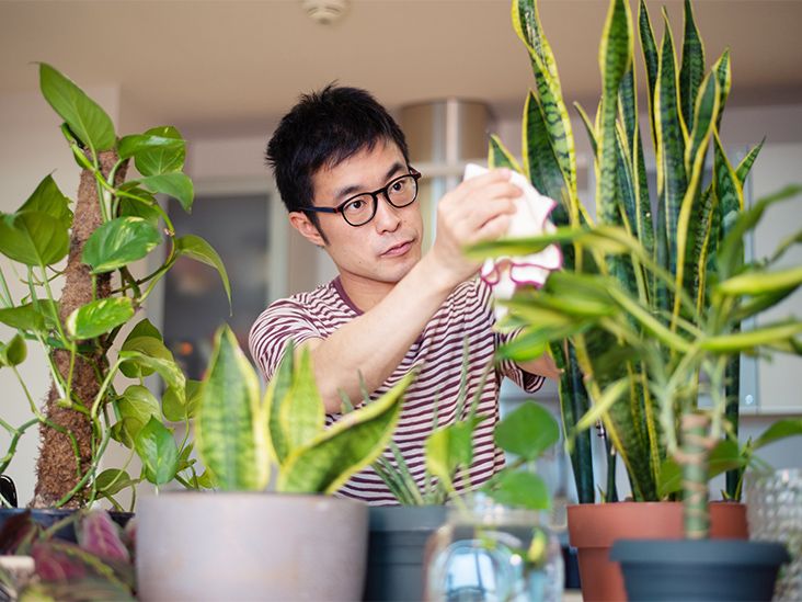 The Downsides of Indoor Plants: Exploring the Disadvantages of Greenery in Your Home