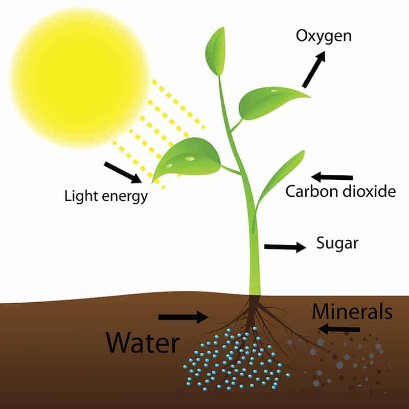 Why Sunlight is Essential for Plant Growth: Understanding the Importance of Sun in Plant Life