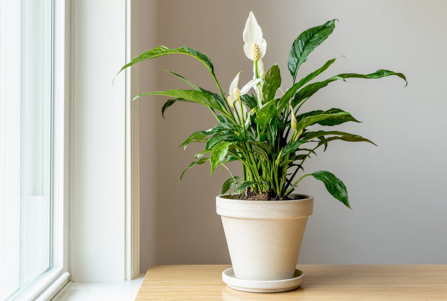 The Complete Guide to Properly Caring for Your Peace Lily: Tips and Techniques for a Healthy and Thriving Plant