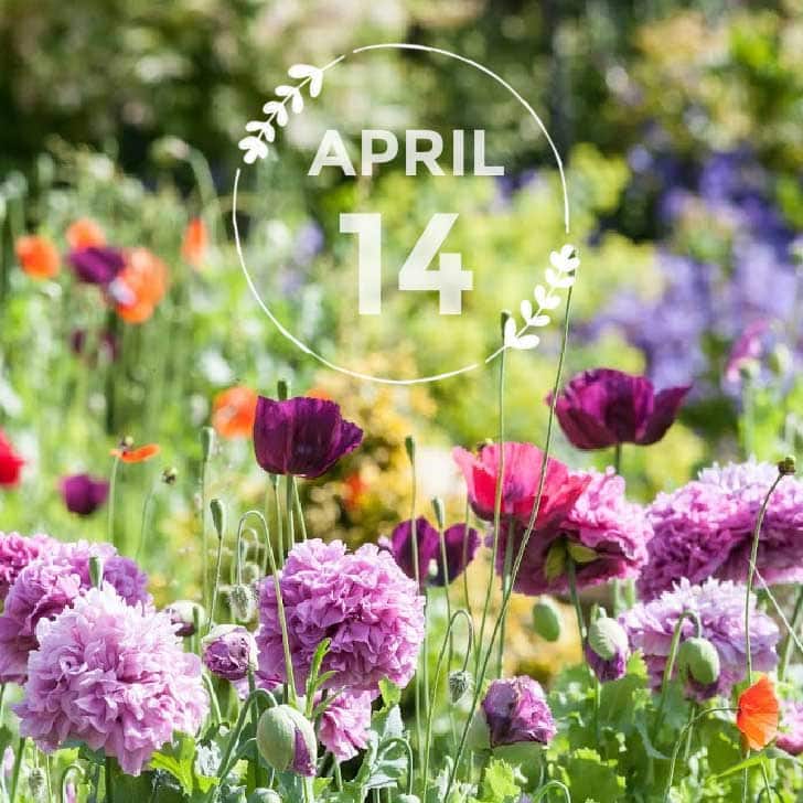 What Does Garden Day Stand For: Celebrating Nature's Beauty and the Joy of Gardening!