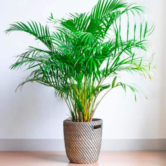 The Affordability of Indoor Plants: A Guide to Budget-friendly Greenery for Your Home