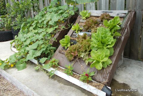 Innovative Gardening Techniques: Embrace Alternative Methods for a Thriving Garden