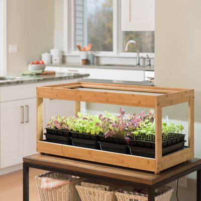 Simple Steps to Create a Thriving Indoor Herb Garden at Home