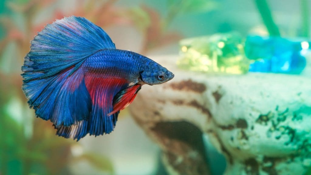 The Complete Guide to Properly Caring for Your Betta Fish: Expert Tips and Advice