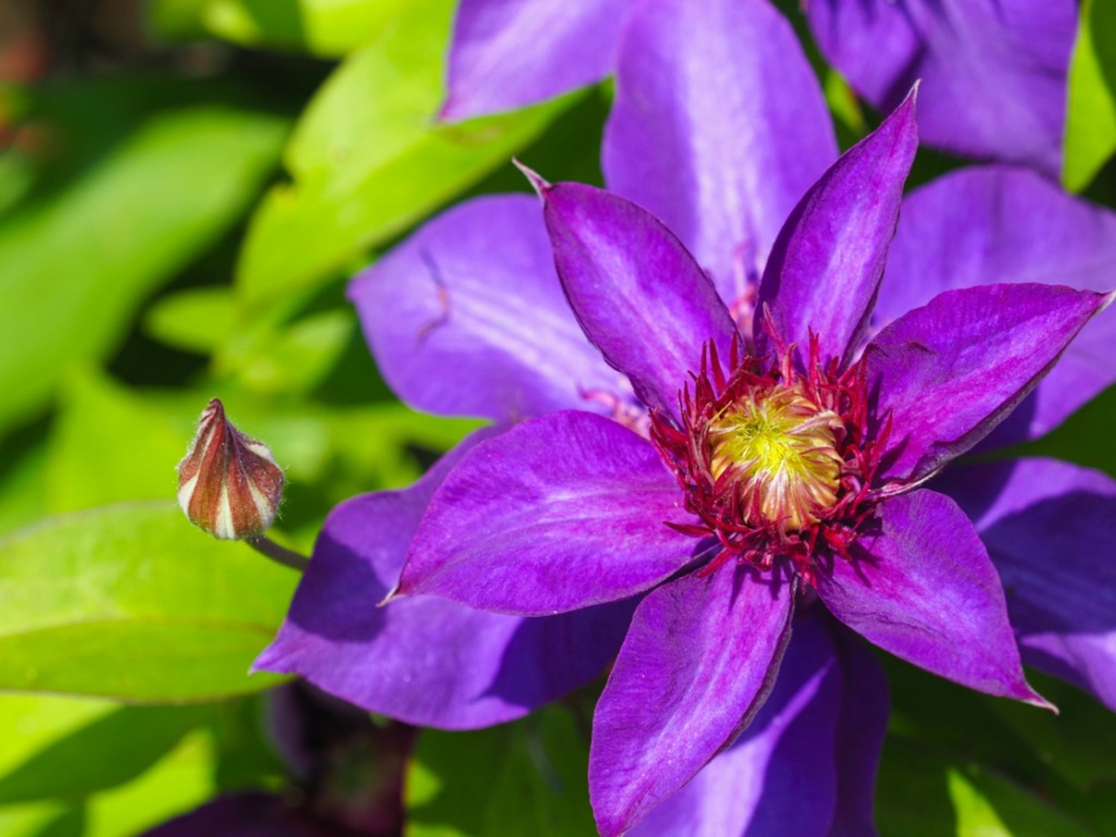 Growing and Nurturing Clematis: A Step-by-Step Guide to Successful Cultivation