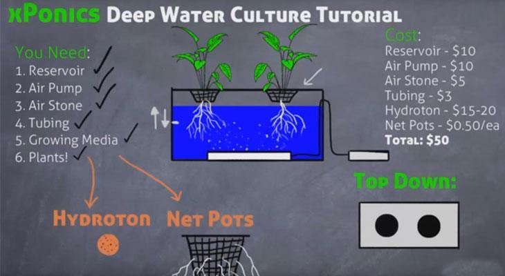 The Fascinating Science Behind Hydroponic Gardens