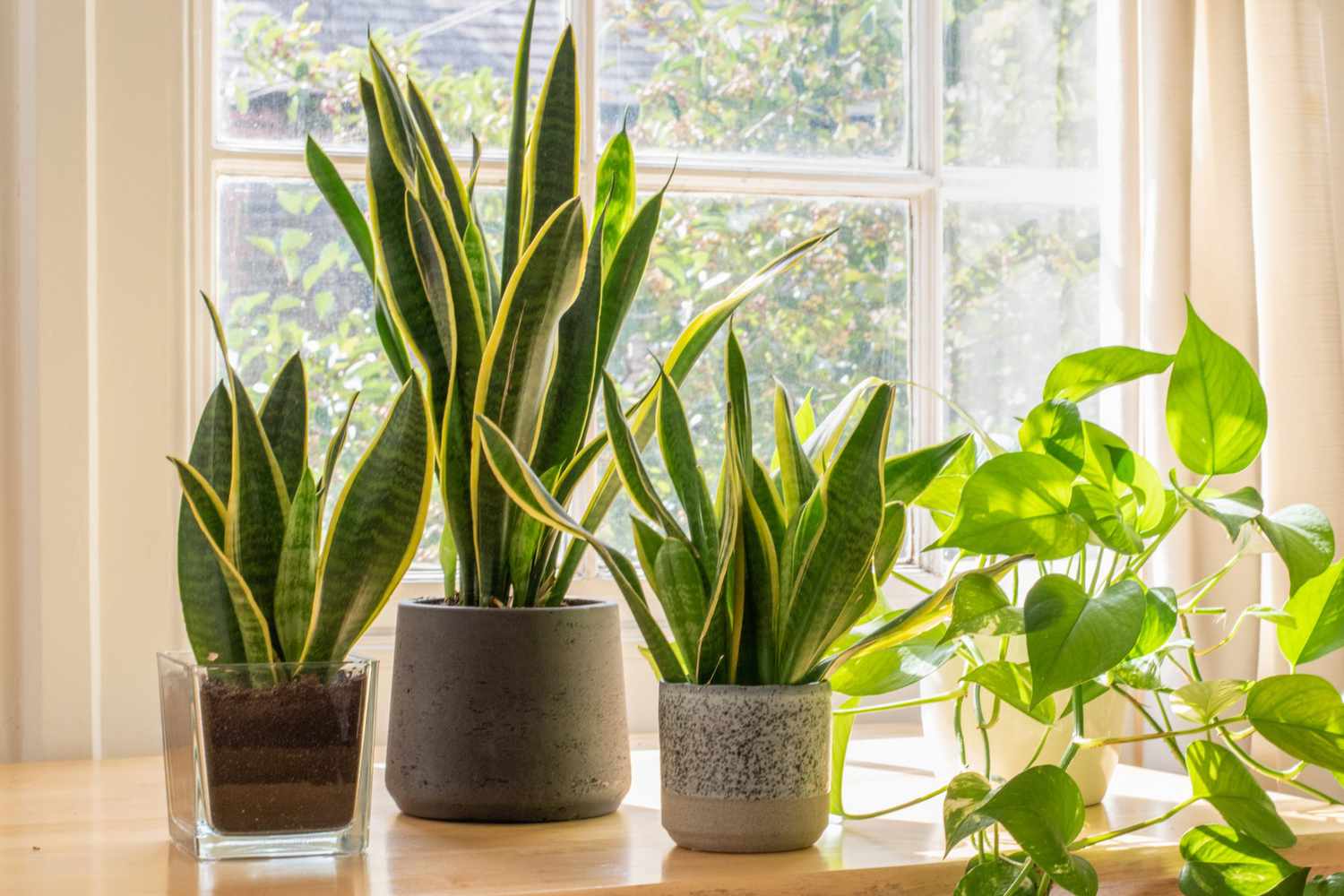 The Complete Guide to Caring for Your Snake Plant: Tips and Tricks for Healthy Growth