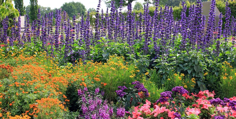 Step-by-Step Guide: Creating Your Own Beautiful Flower Garden