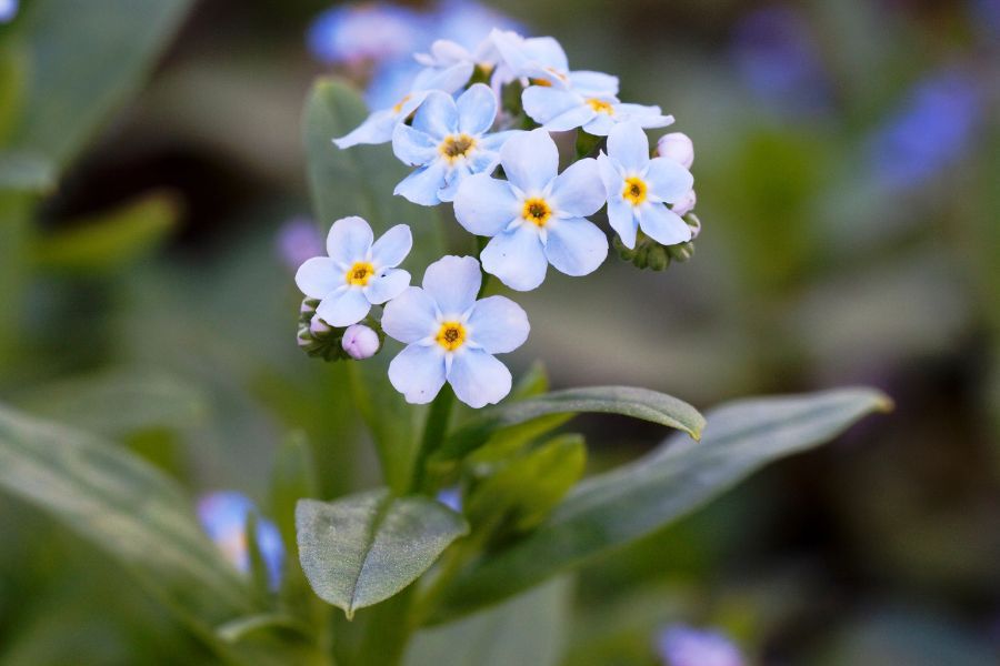 The Essential Guide to Proper Plant Care for Various Flower Species