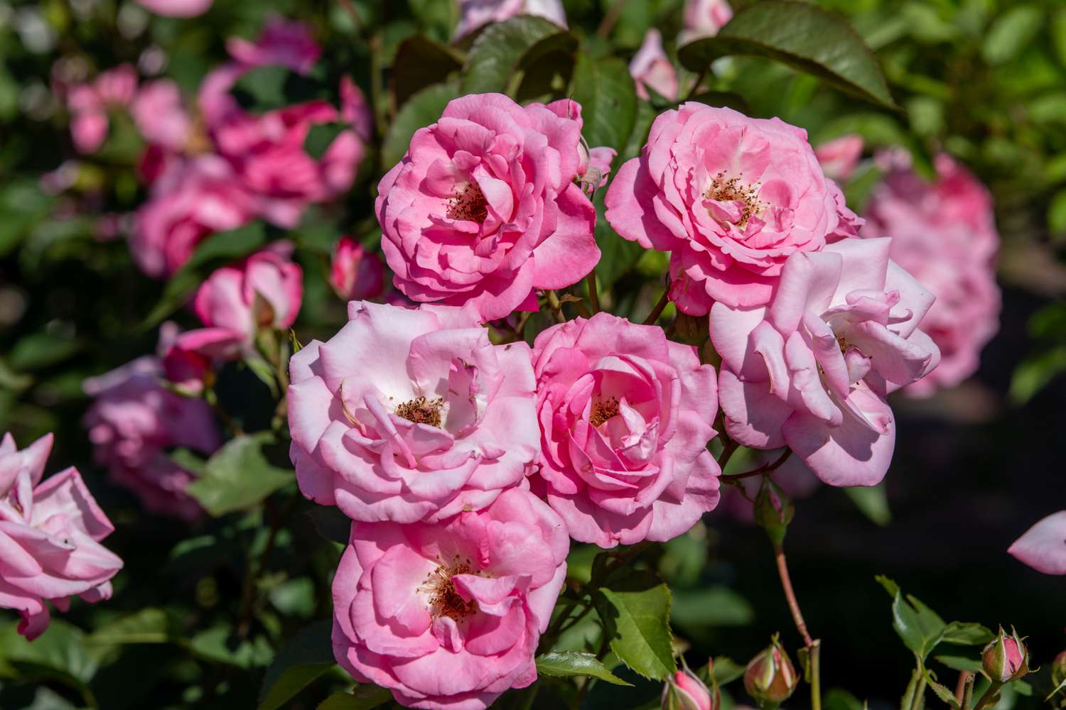 The Complete Guide to Caring for Rose Plants