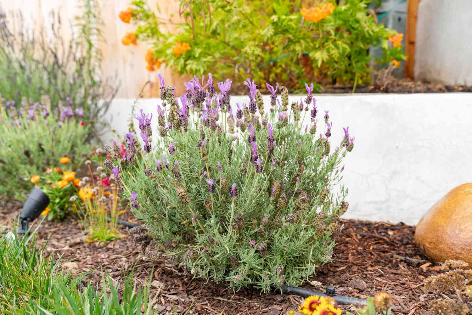 The Art of Growing and Nurturing Lavender: A Guide to Planting and Providing Care