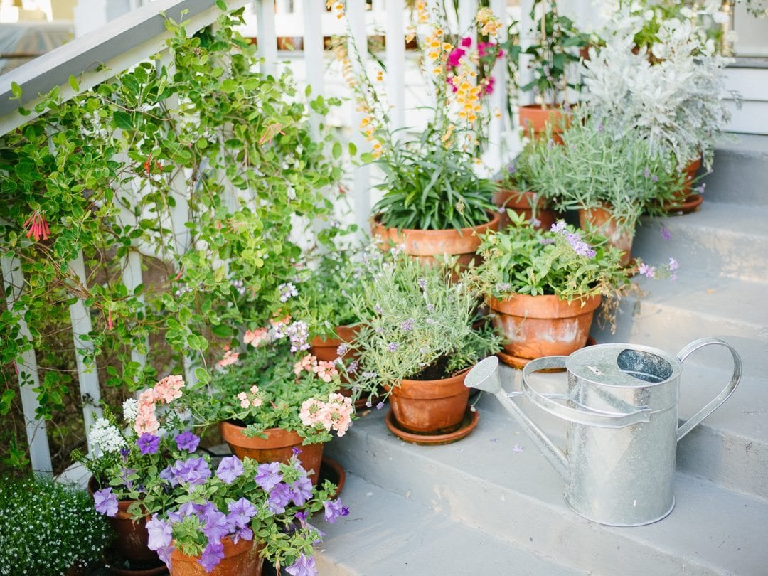 Effective Tips for Nurturing Healthy Plants in Your Garden