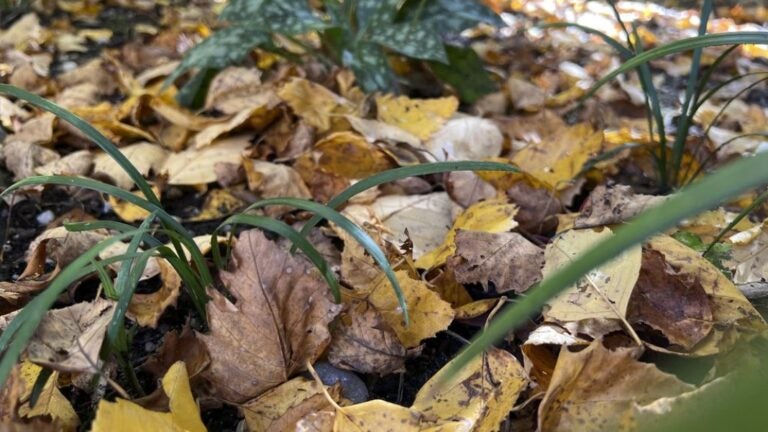 The Basics of Plant Care: Key Terms Every Gardener Should Know