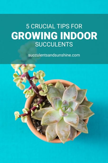 The Essential Guide to Succulent Care: Tips and Techniques for Thriving Plants