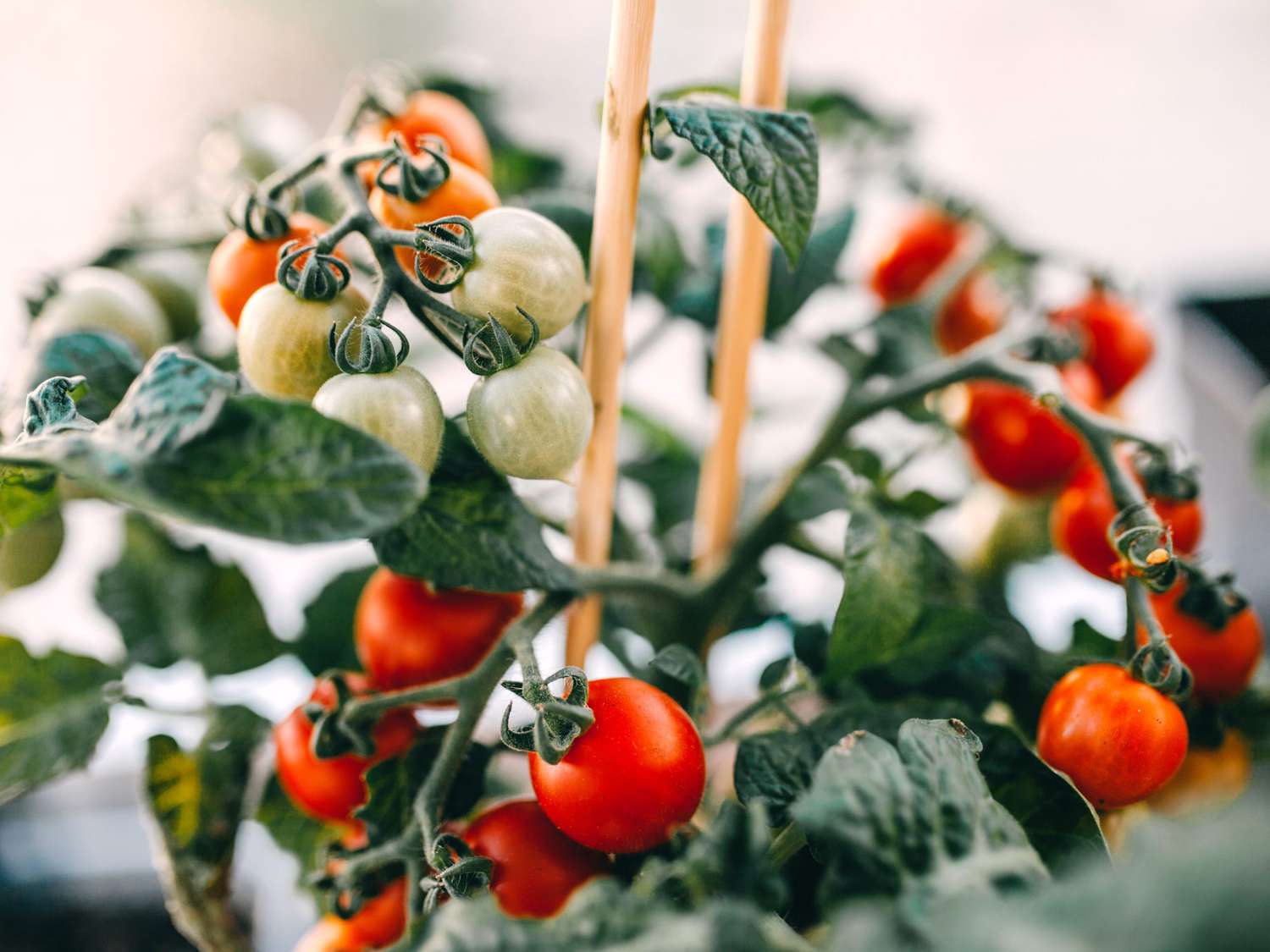 The Art of Growing Flavorful Tomatoes: Secrets to Thriving Indoor Tomato Gardens