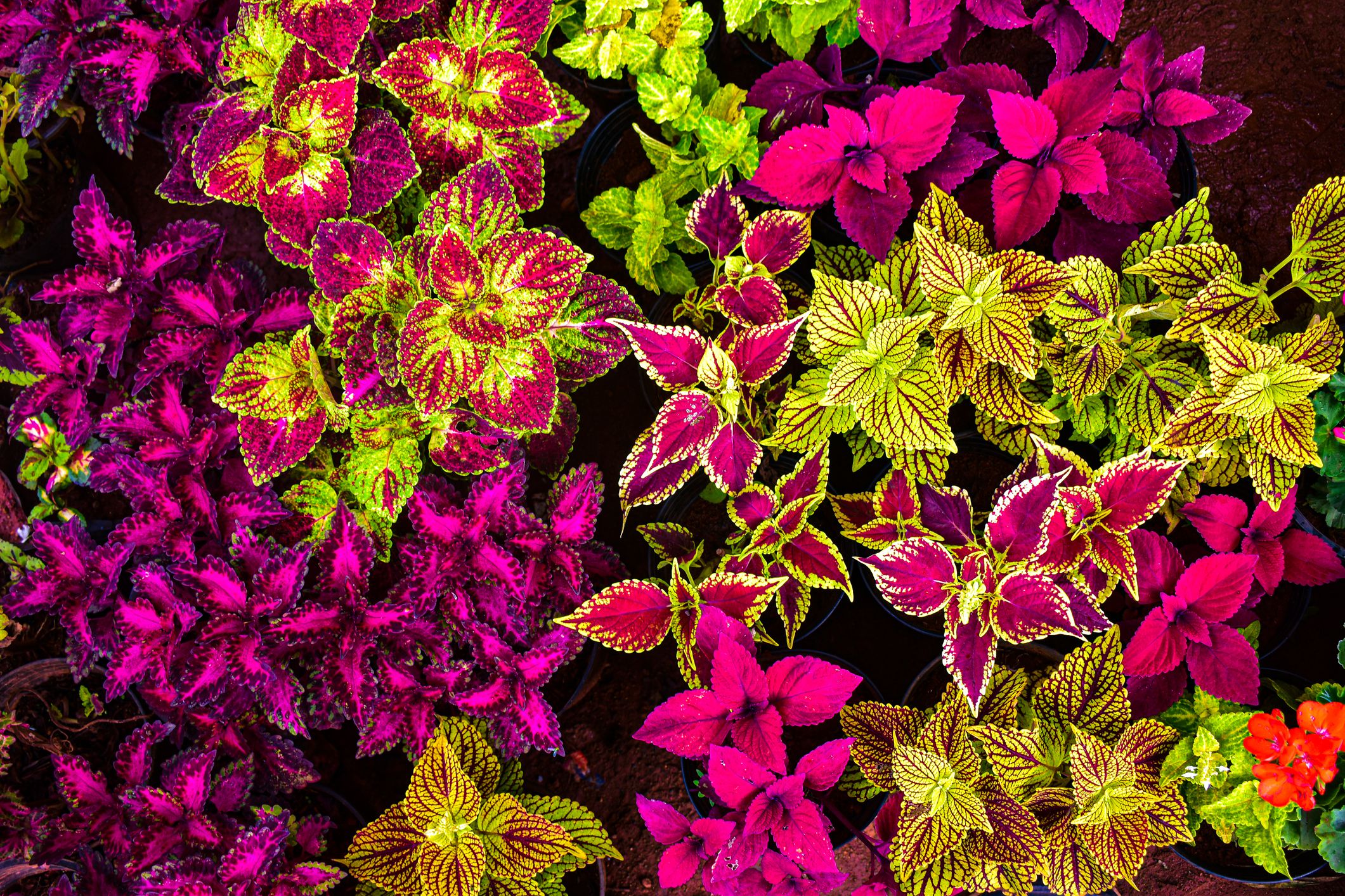 The Essential Guide to Planting and Caring for Coleus: A Step-by-Step Manual