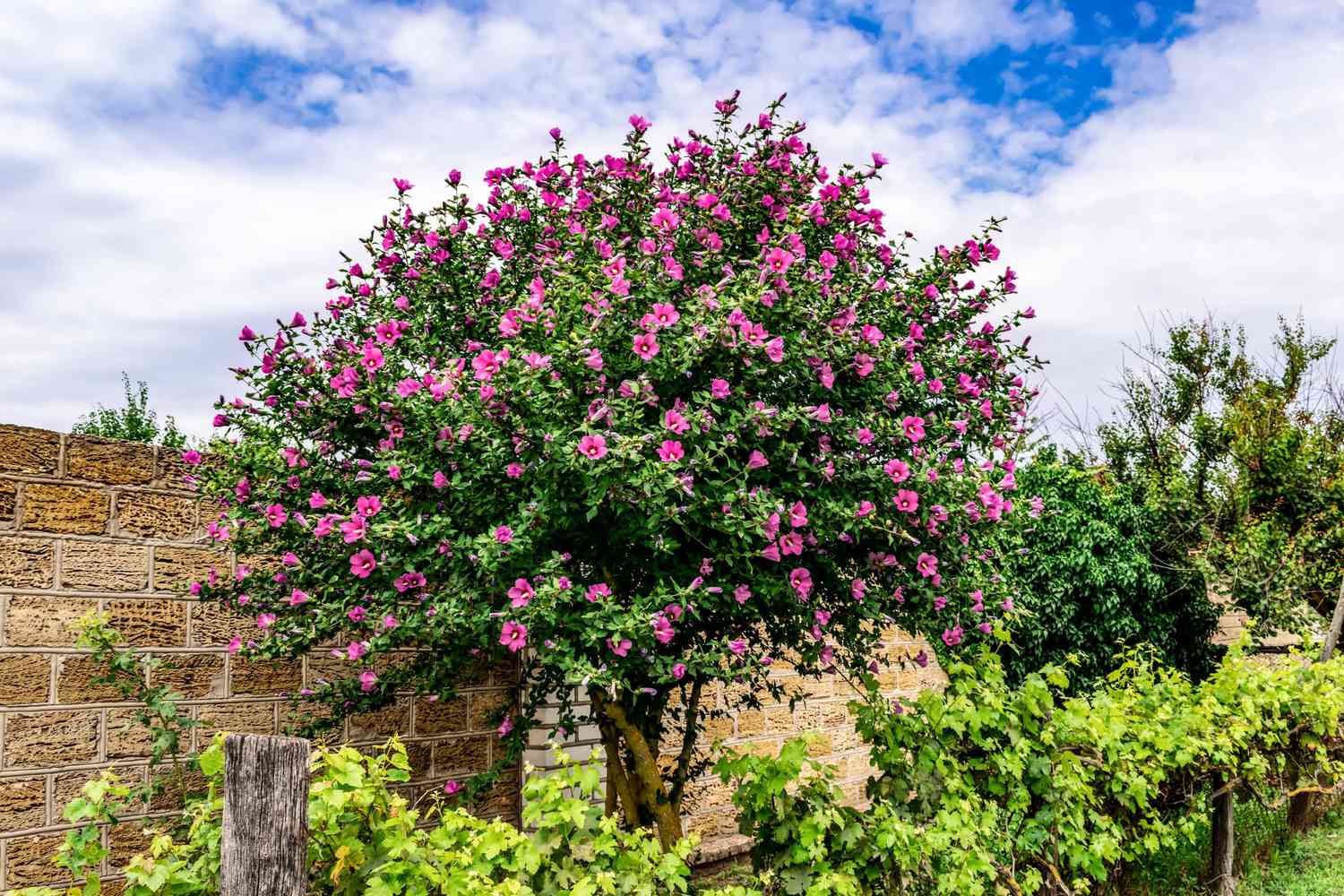 A Beginner's Guide to Successfully Planting and Nurturing Hibiscus Plants