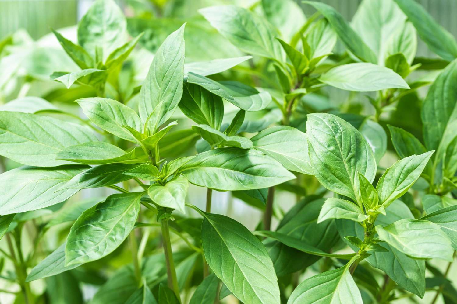 The Essential Guide to Caring for Basil Plants: Tips and Techniques for Healthy Growth