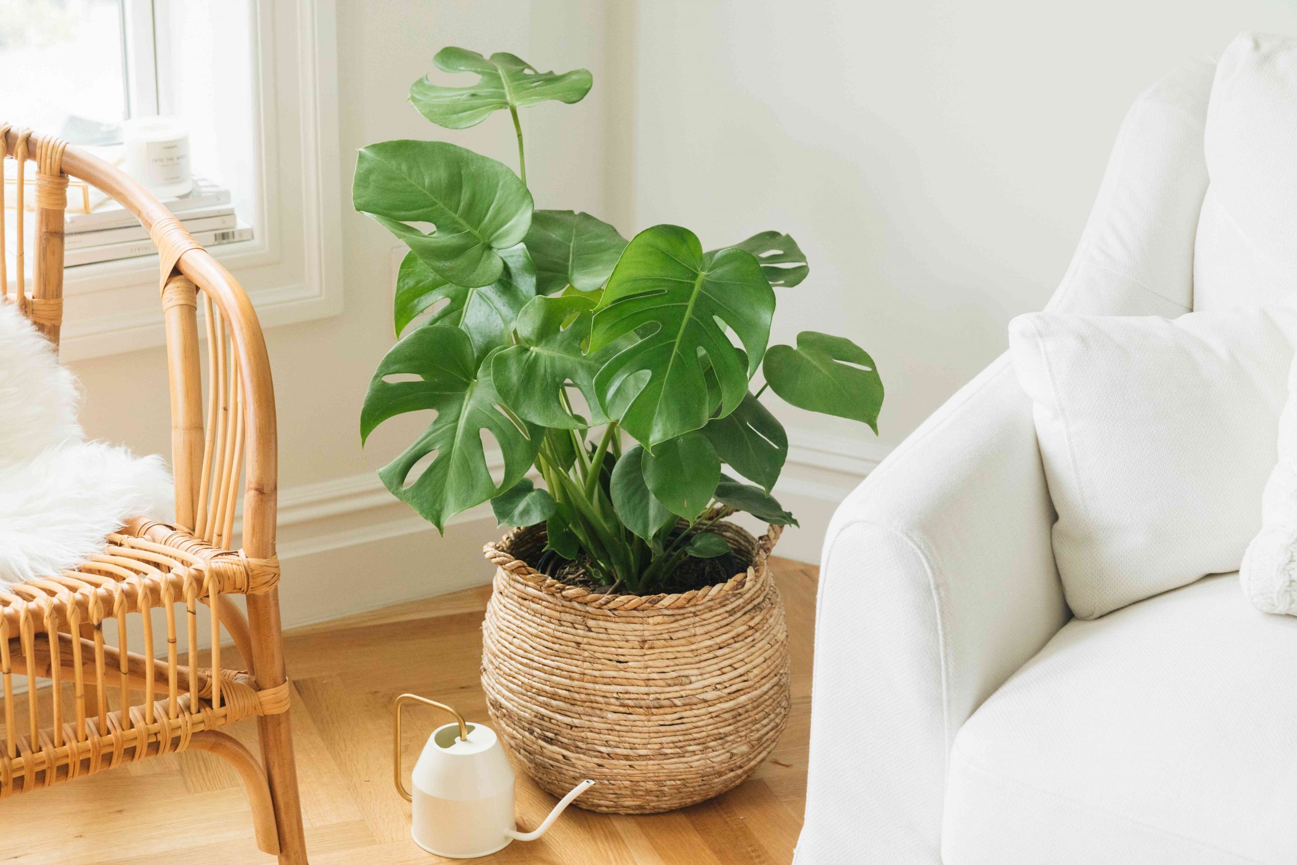 The Complete Guide to Caring for and Growing Monstera Plants