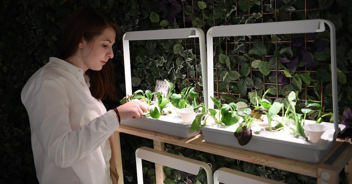 Beginner's Guide to Successful Hydroponic Gardening in the Comfort of Your Home