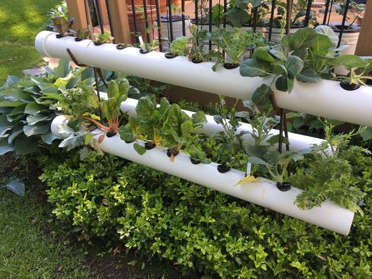 How to Successfully Grow a Hydroponic Garden at Home
